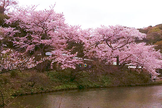 横浜三溪園の桜　magnolia