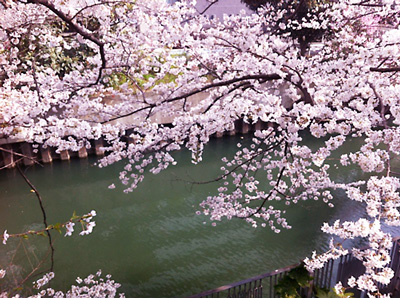 桜が満開！春はエクササイズ・ダイエットに最適です。magnoliaクラスブログ